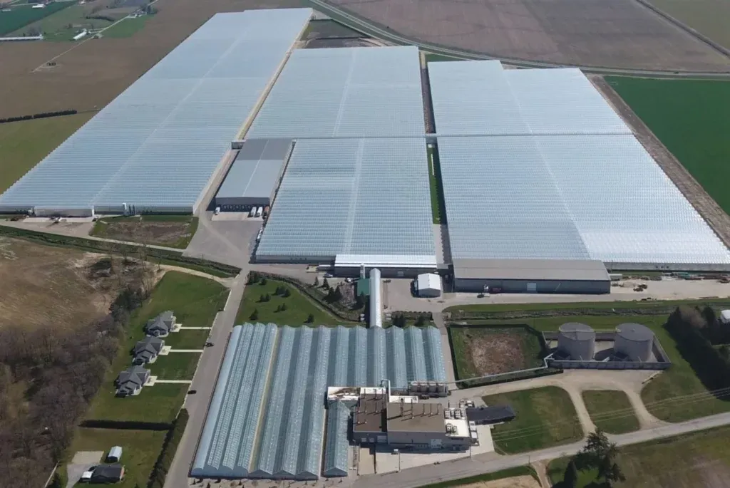 Aerial view of a commercial glasshouse complex, several ranges of glass with the packhouse and buffer tanks alongside