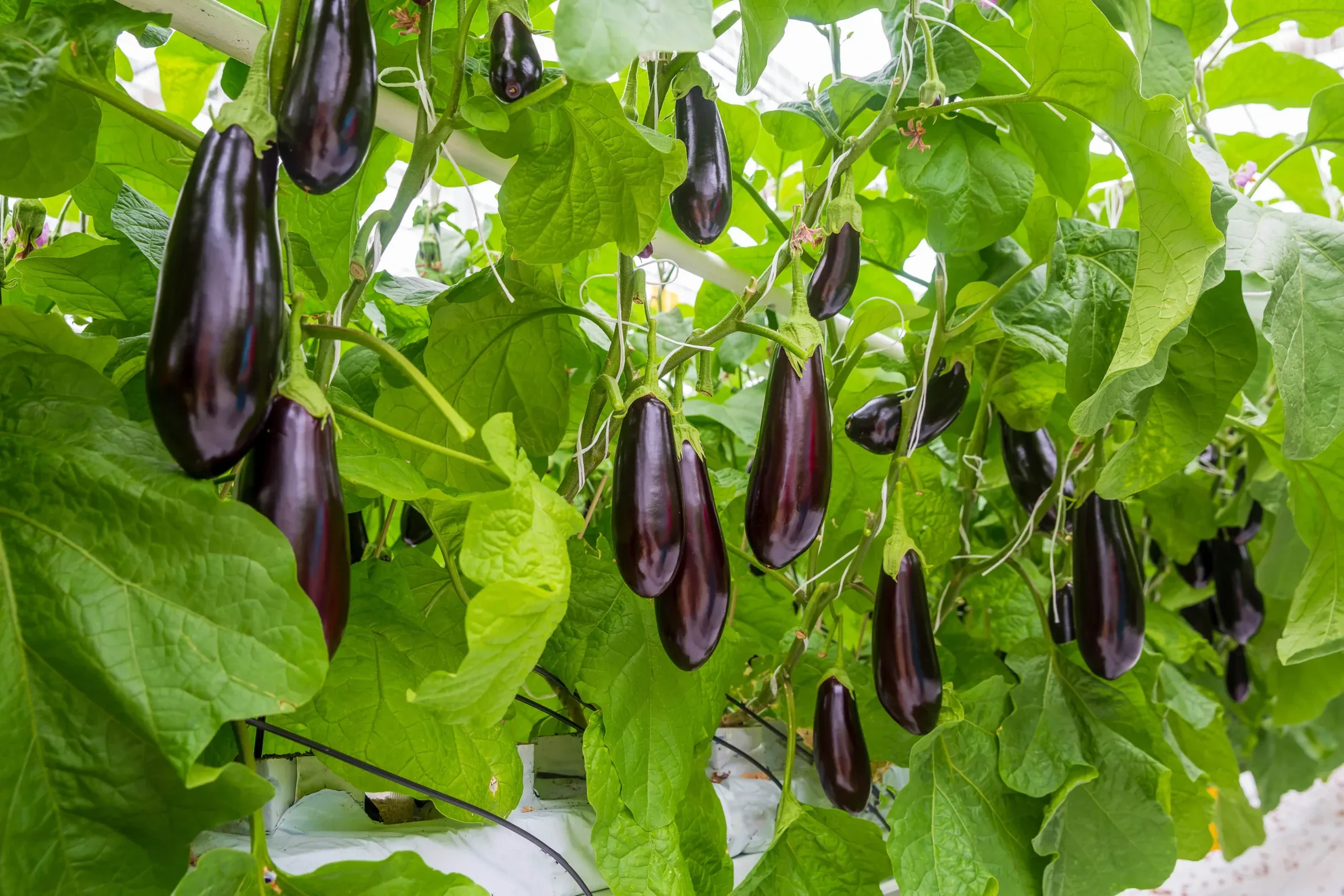 A Promising Start: AI-Driven Greenhouse Control Boosts Production by 5%