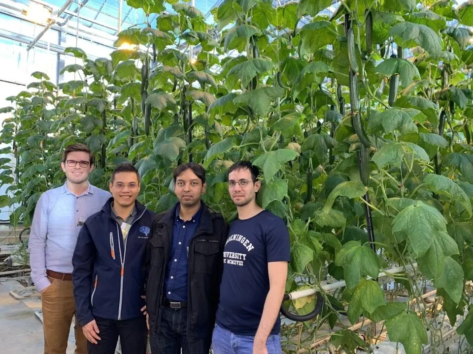 Four members of the Koidra team in a research glasshouse, standing in front of a row of high-wire cucumbers in full crop